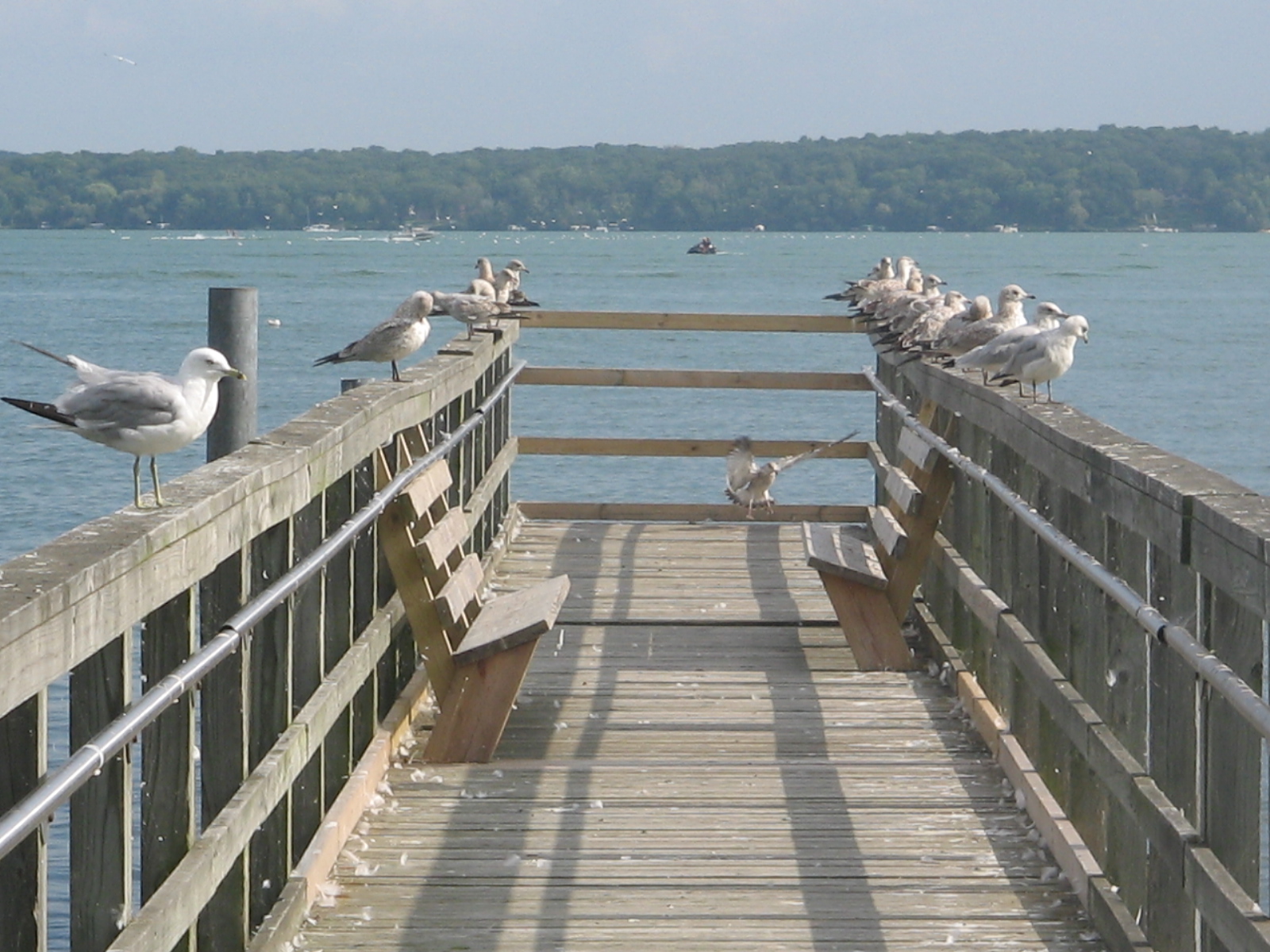 Lorem Ipsum Five Sponsored Acadiana Profile