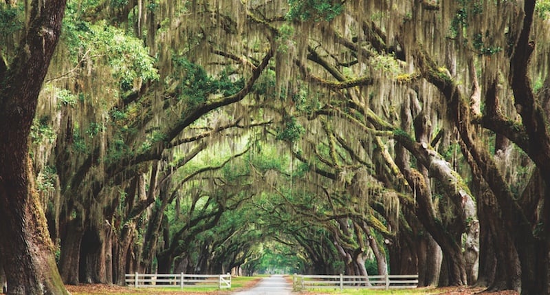 For those who have bought Spanish Moss. This is what it looks like