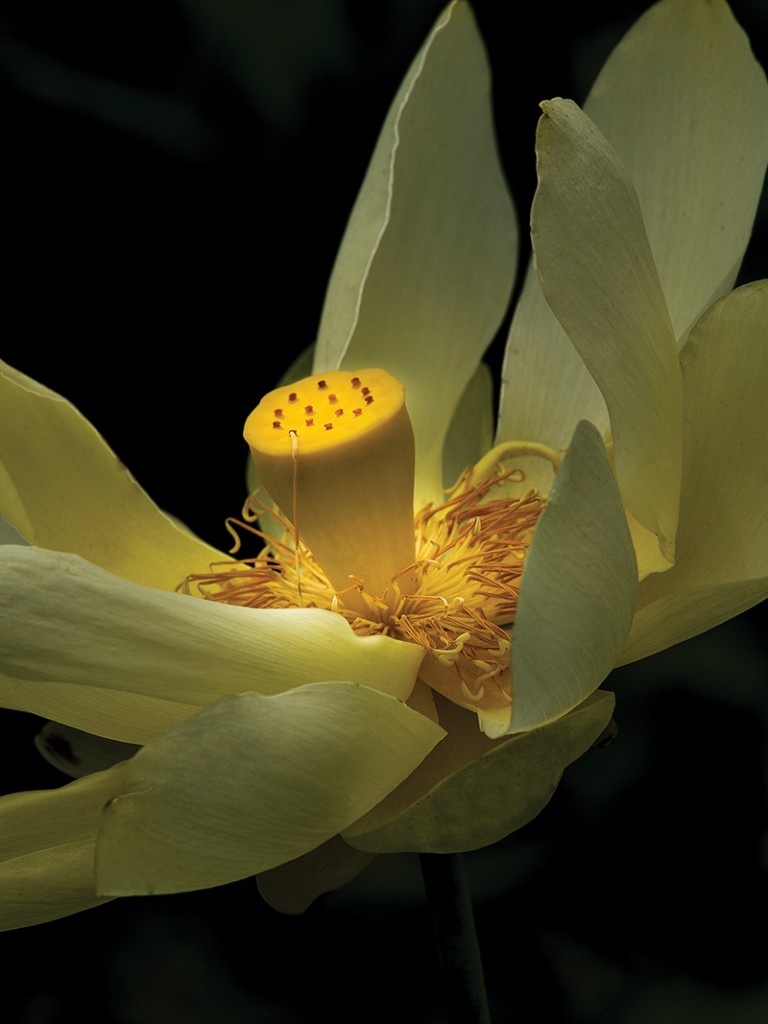 Giant Sunburst Lotus – Lake Martin Between Breaux Bridge And S