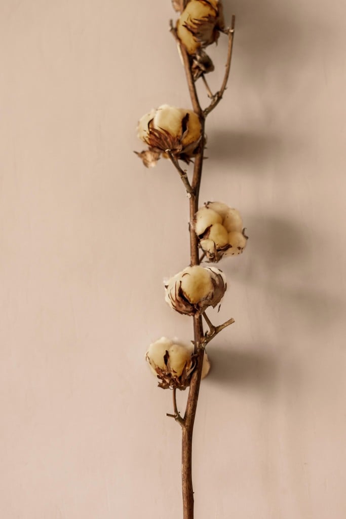 A Dried Cotton Plant On A Beige Background