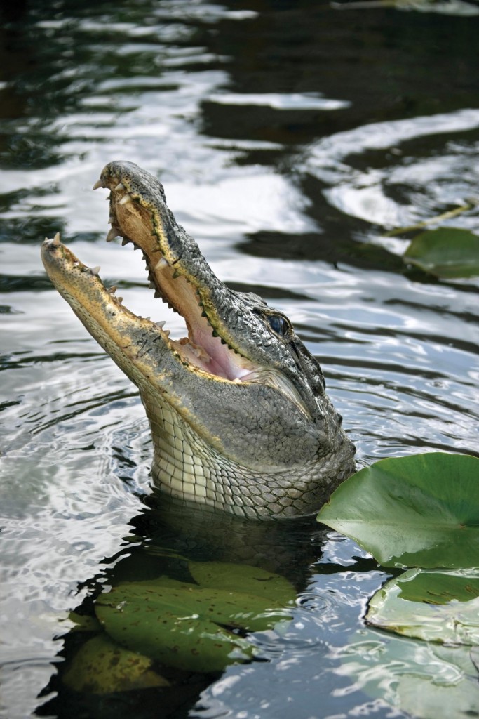 Alligator In Everglades National Park