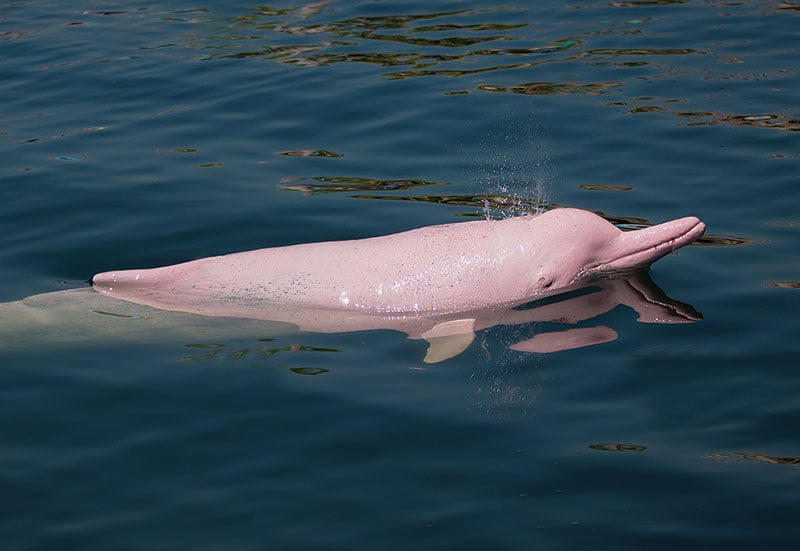 Voyage Dolphin