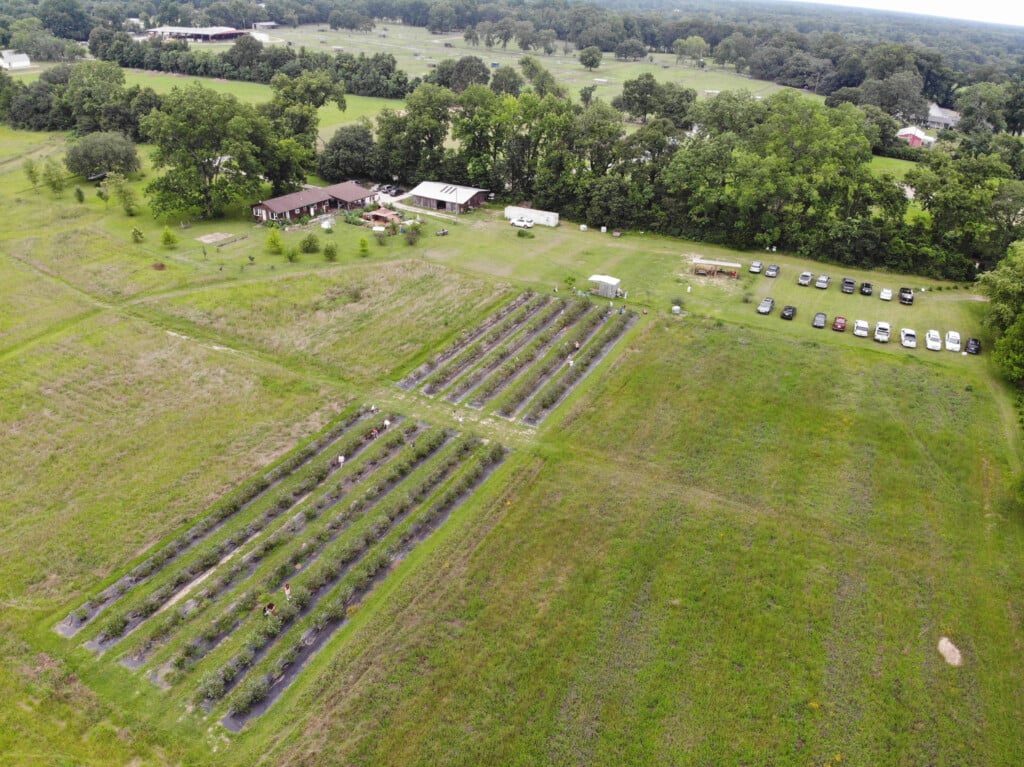 Drone view of Bluesberry Fields