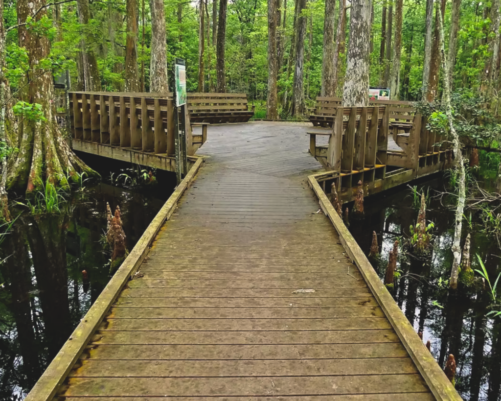 Palmetto Island State Park boardwalk for Abbeville Red Iris project