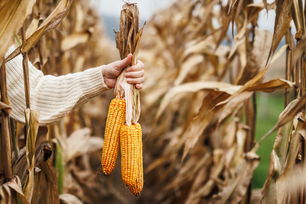Autumn harvest. Corn cob. Farmers hand holding maize in agricultural corn field