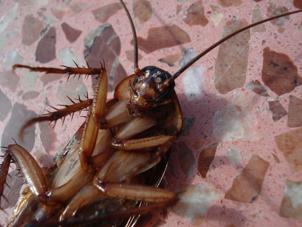 How To Eliminate Pests In Your Home
