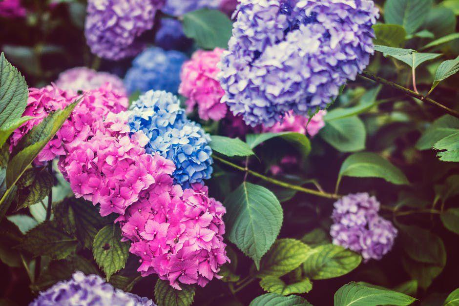 5 Gorgeous Flowers That Thrive In Shady Gardens