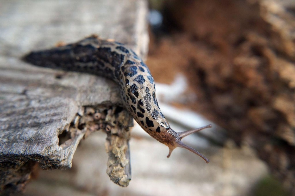 How To Defeat The Garden Slug