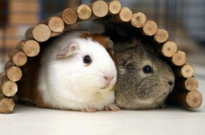 240612 685x450 Guinea Pigs In Hut