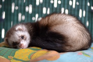 Ferret Pet Talk