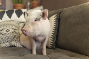 Cute Baby Piglet 950156282 5aefa65fc673350037da8f87