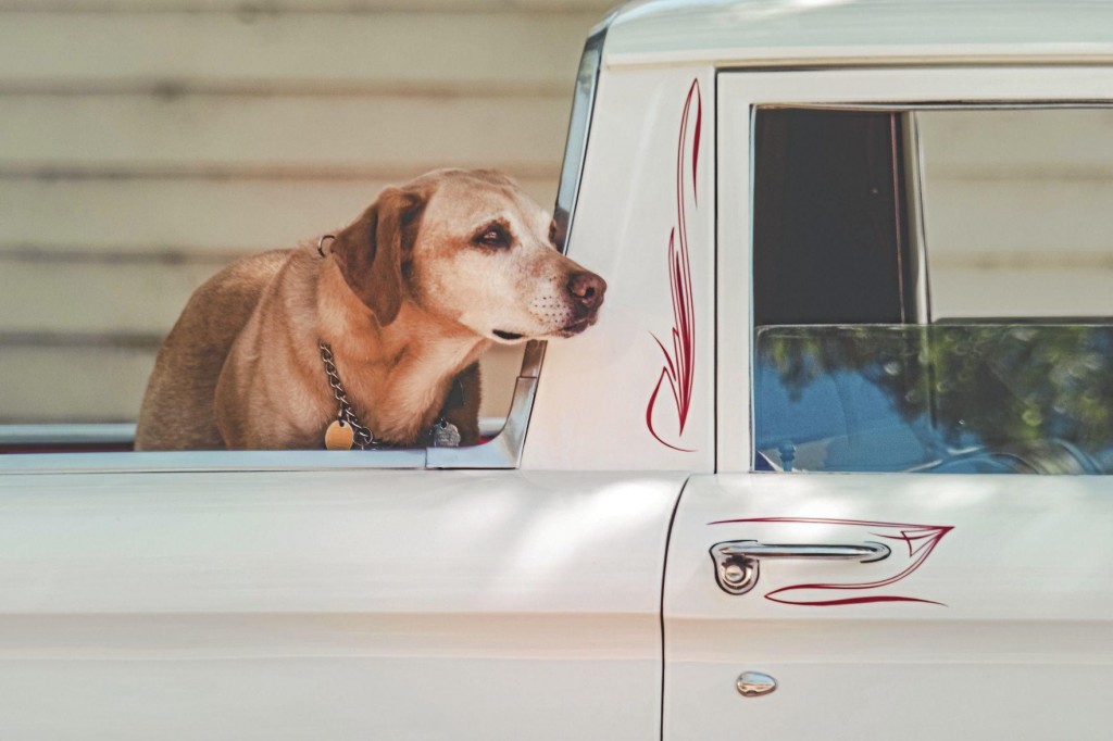 How Much Do People Love Trucks? Survey Shows Obsession With Pickups