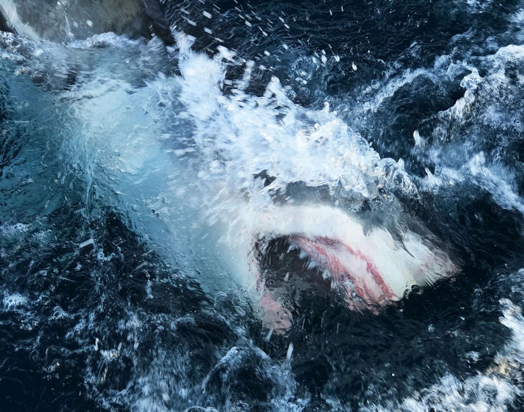 Virus Quieted Oceans Open Window For Shark Week Researchers