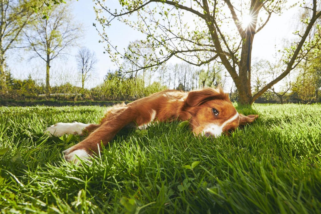 Help Your Dog Go Green With These Simple, Practical Tips