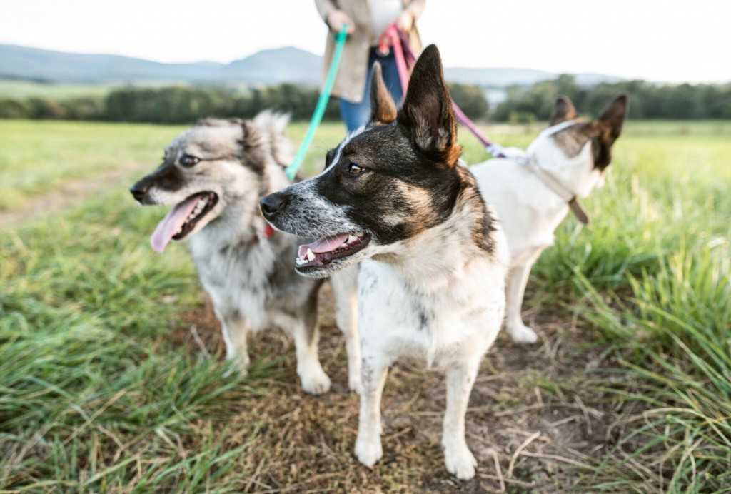 Getting The Most Out Of Hiking With Your Dog
