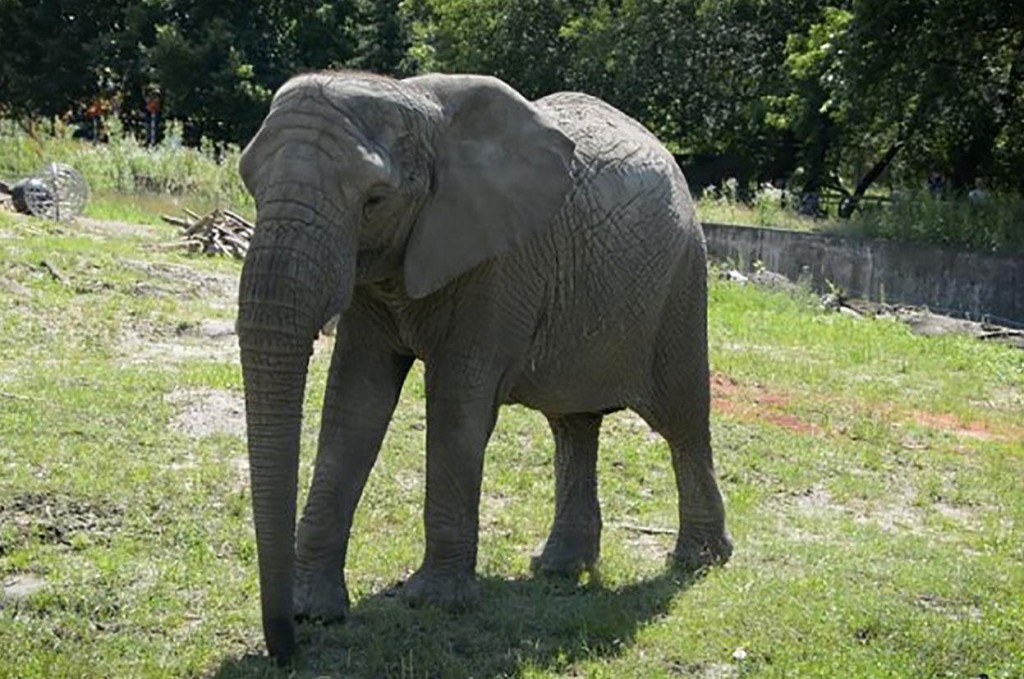 Poland Zoo Elephants To Be Given Cbd Oil To Help Them Relax