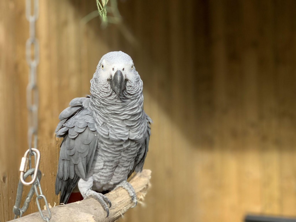 Parrots In Wildlife Park Moved After Swearing At Visitors In England