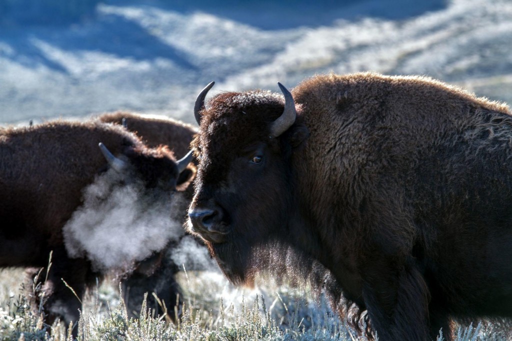 Yellowstone Winters Are Unforgiving. Here’s How Rangers Stock Up For The Cold Ahead.