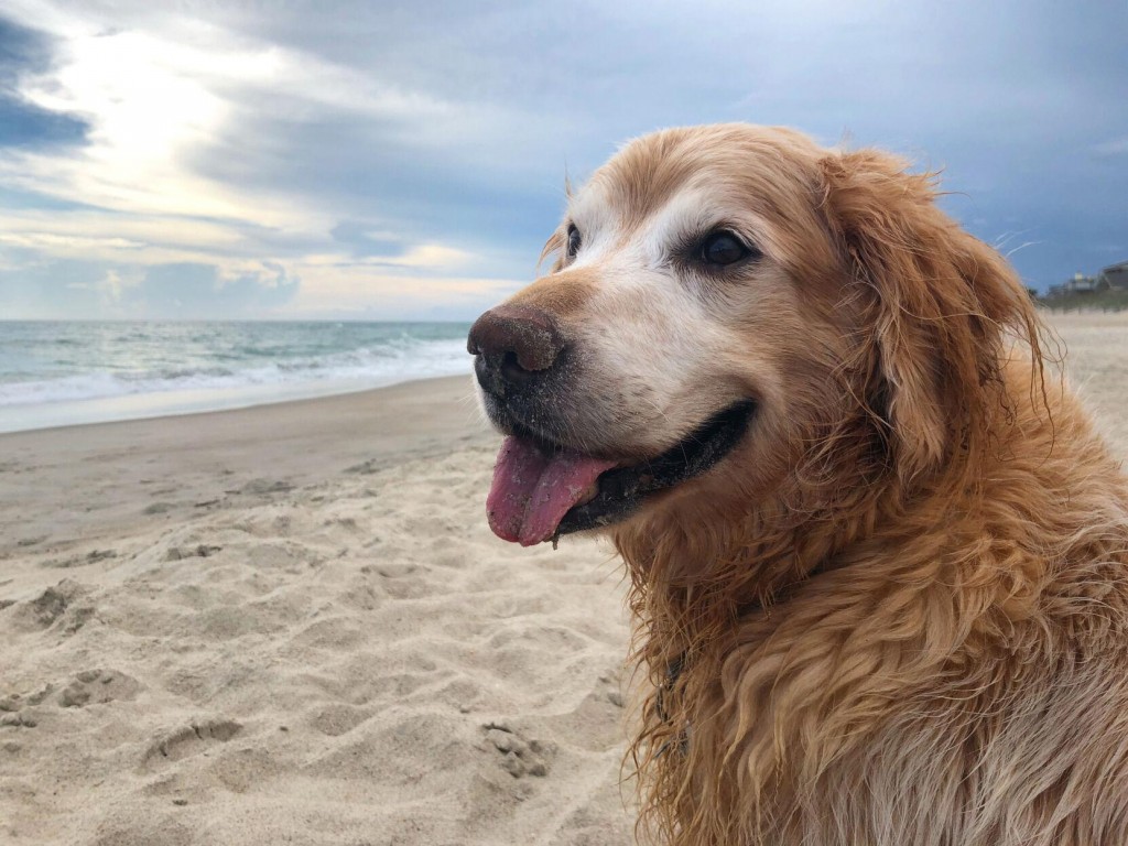 Obituary Honors Charlie, The Golden Retriever That Loved Everything Except Stairs. It Went Viral.