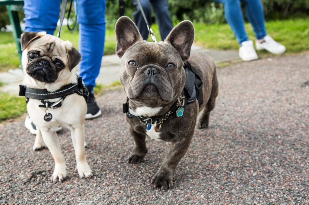 Spooky Ghost Tours That Welcome You And Your Pooch