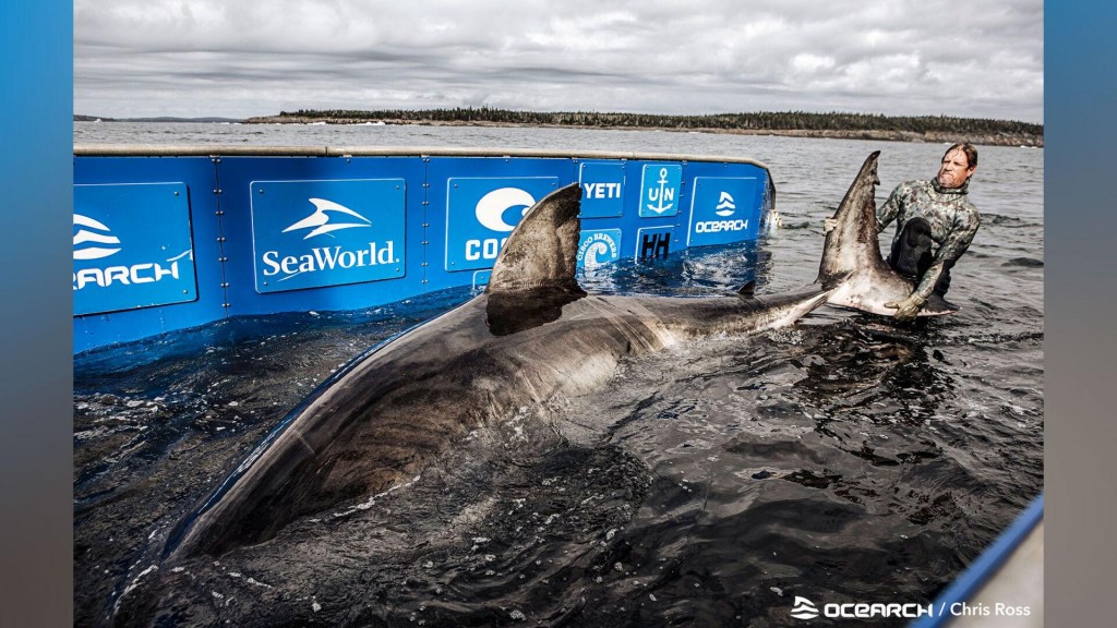 Massive, 50 Year Old Great White Shark Dubbed ‘queen Of The Ocean’ Found Off Nova Scotia