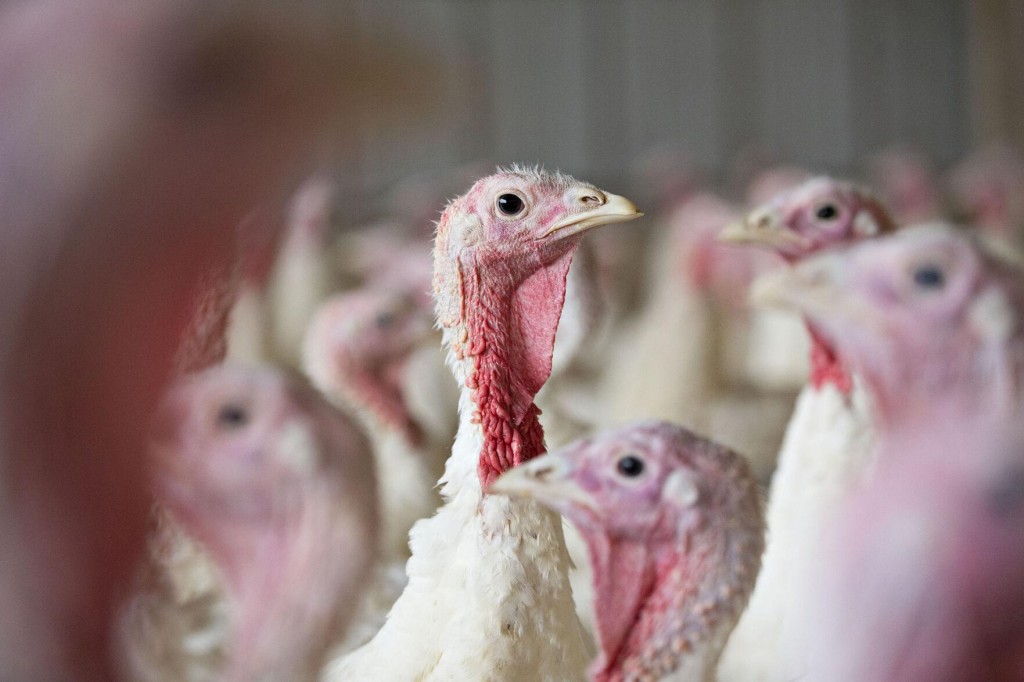 Why Thanksgiving Turkeys Will Be Smaller This Year