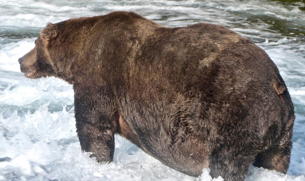 Fat Bear Week 2020 Crowns Its Big Winner