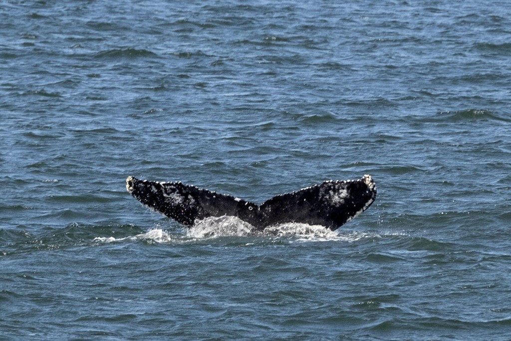 Whales Take Manhattan, Flock To Waters Off New York