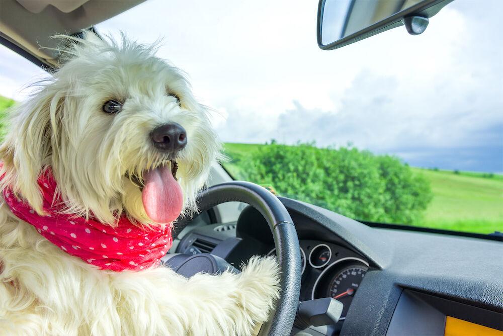 Dog Is My Co Pilot: Tips For Taking A Road Trip Alone With Your Furkid