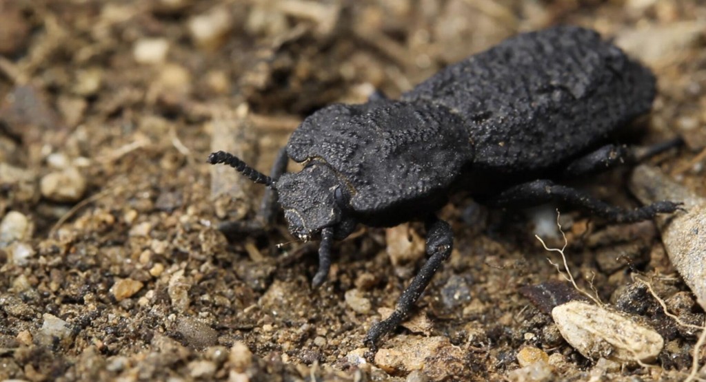 Beetle Can Survive Being Run Over By Car, Could Inspire Tough New Materials