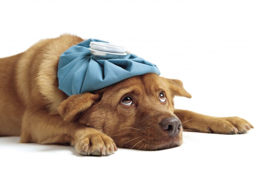 First Aid For Fido: How Dog Owners Can Administer Care