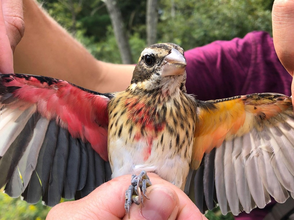 Scientists Find Rare Half Male, Half Female Songbird