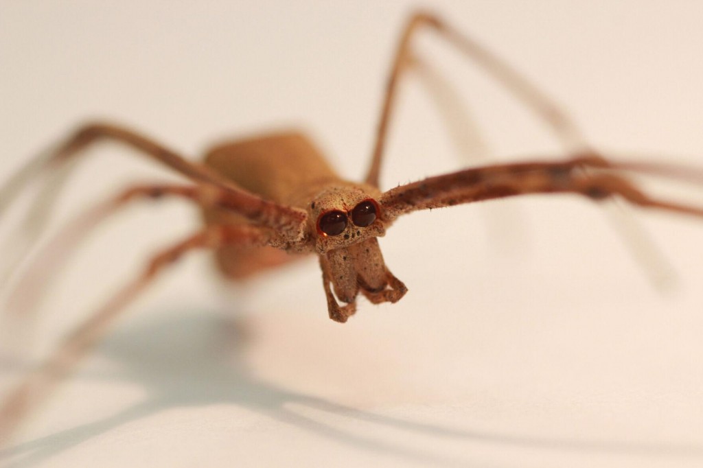 These Spiders Lack Ears. But They Can Hear You, Study Says