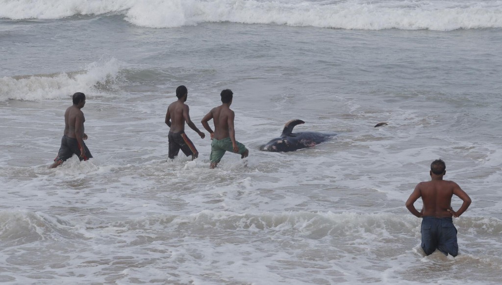 Watch Now: 100 Beached Whales Rescued In Sri Lanka