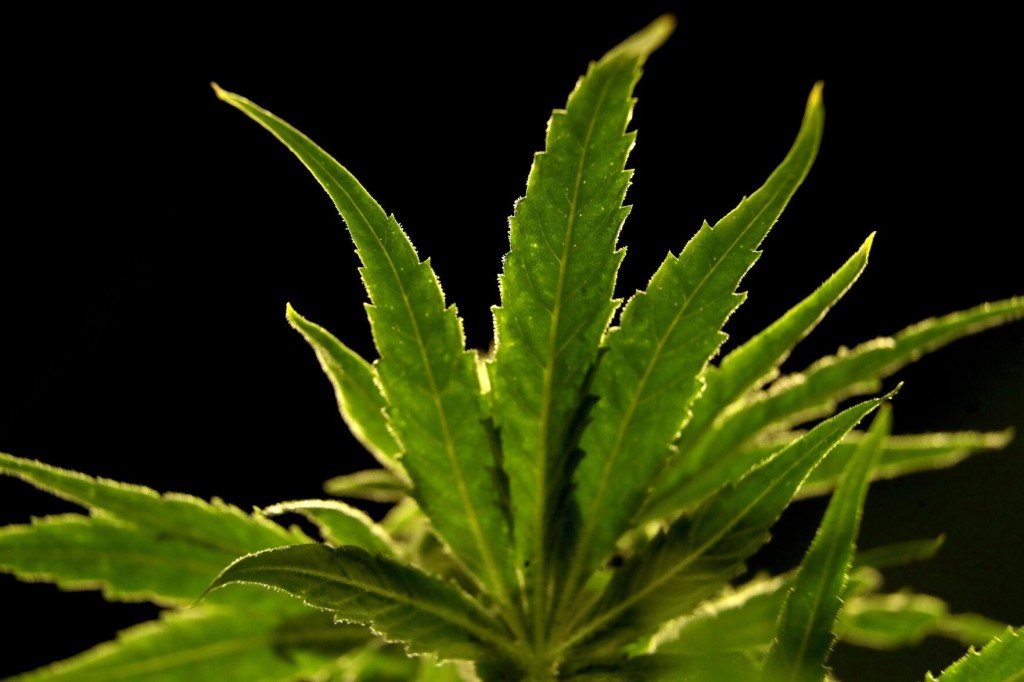 Push To Ease Drug Laws Nets Big Wins On State Ballots