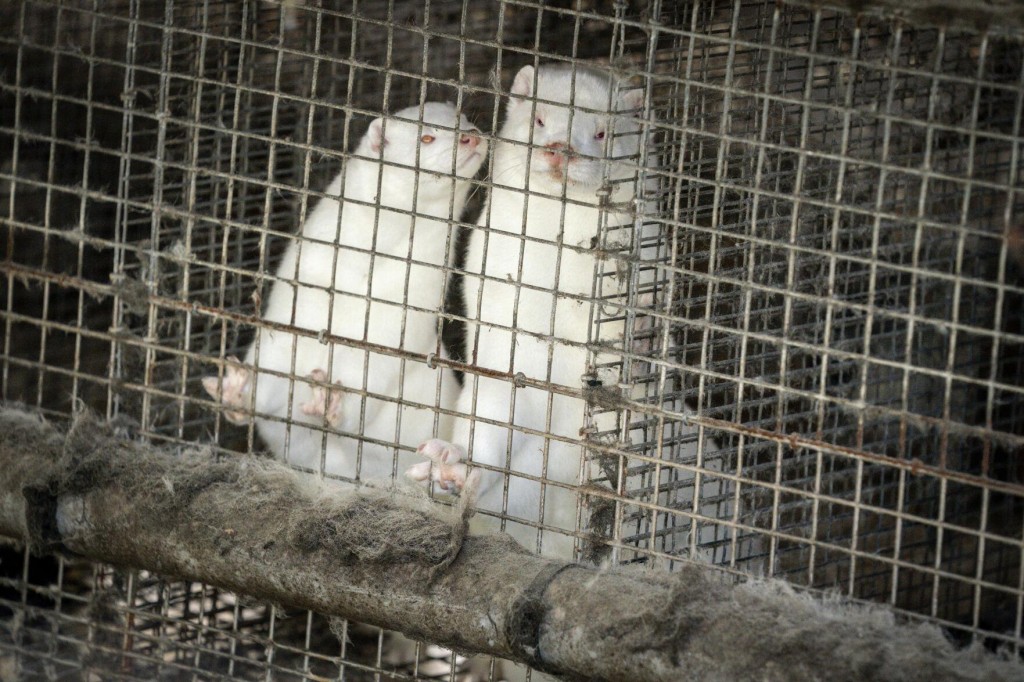 Denmark Wants To Cull 15 Million Minks Over Virus Fears