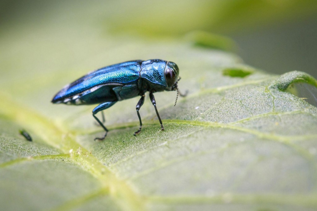 Earth Talk: How Widespread Are Problems Caused By The Emerald Ash Borer?
