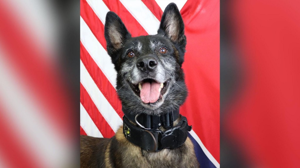 Tennessee Police Department Mourns K 9 Killed In Line Of Duty