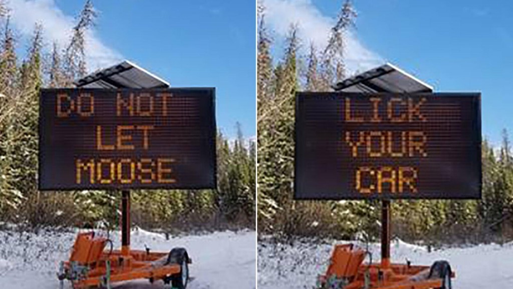 Canadian Officials Warn Drivers Not To Let Moose Lick Cars