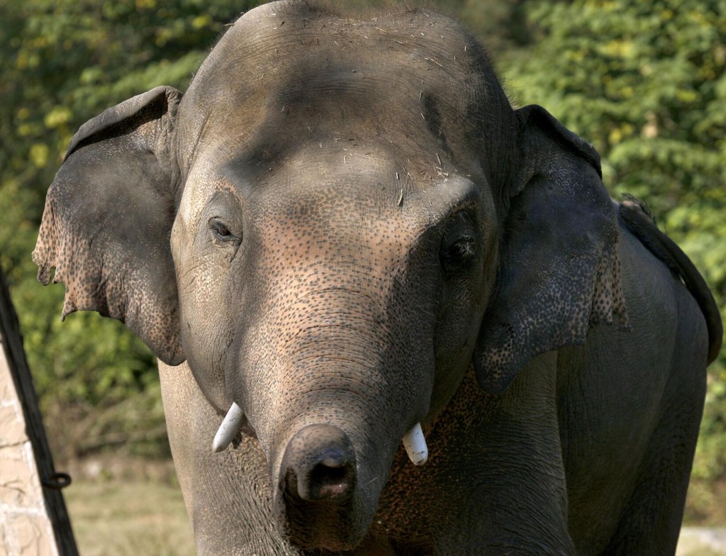 With Cher’s Help, ‘world’s Loneliest Elephant’ Arrives In Cambodia