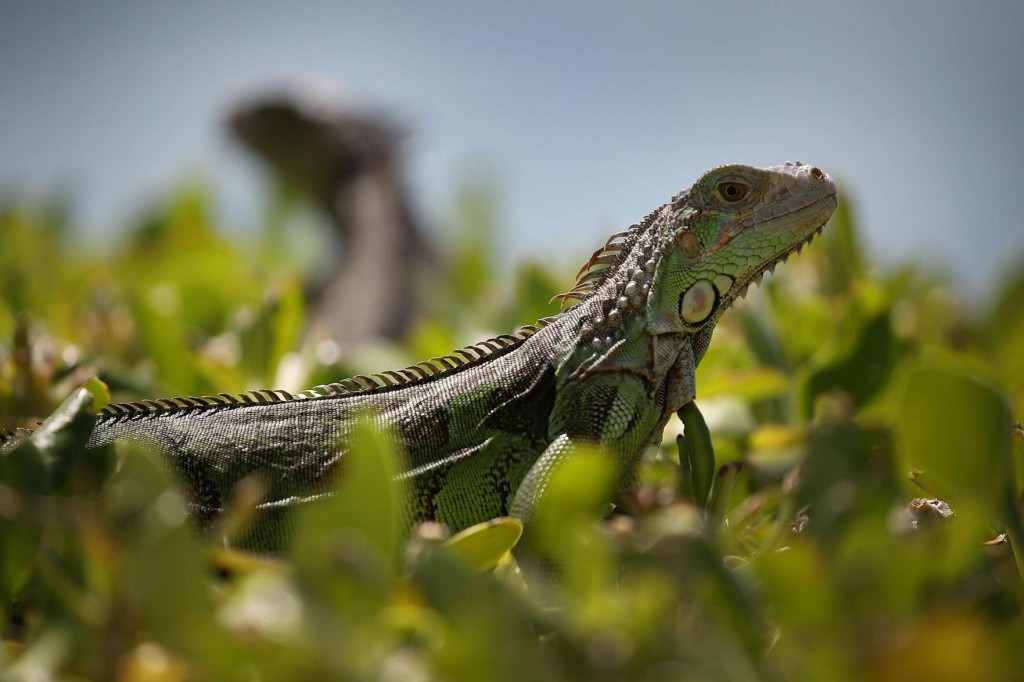 ‘tis The Season For ‘falling Iguanas’ In South Florida