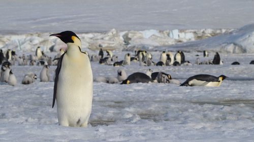 Travel To Antarctica During Covid 19: What You Need To Know Before You Go
