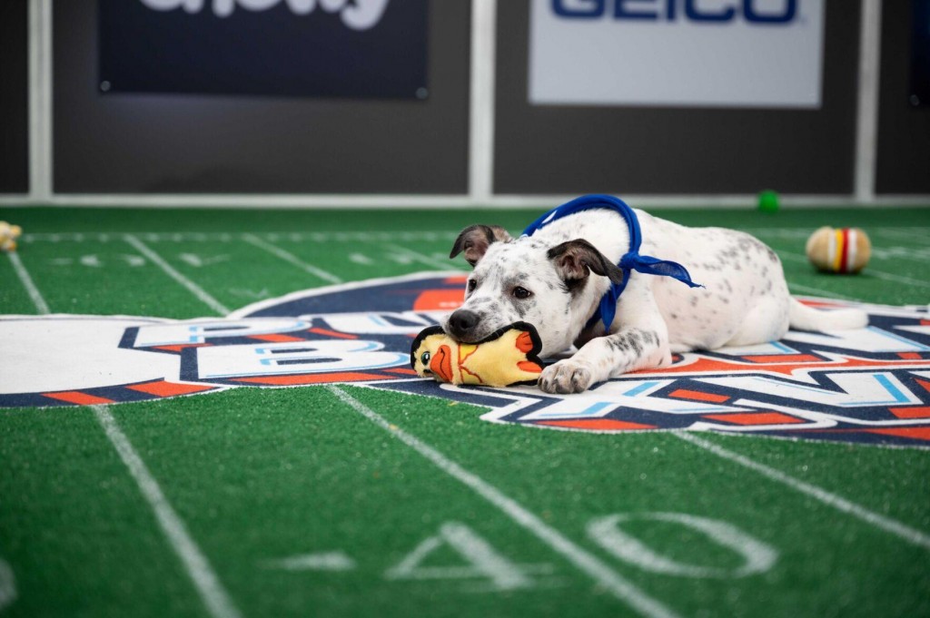 Animal Planet’s Puppy Bowl Will Go On As Planned. Here’s A Look At The Starting Lineup