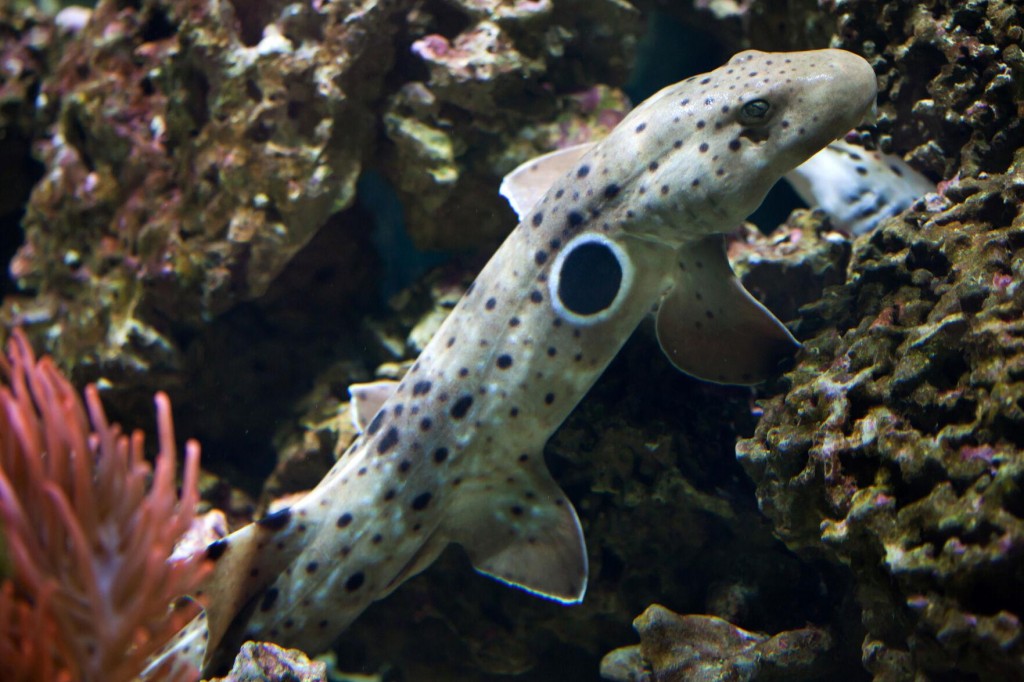 Climate Change Makes Baby Sharks Smaller, Underfed, Research Shows