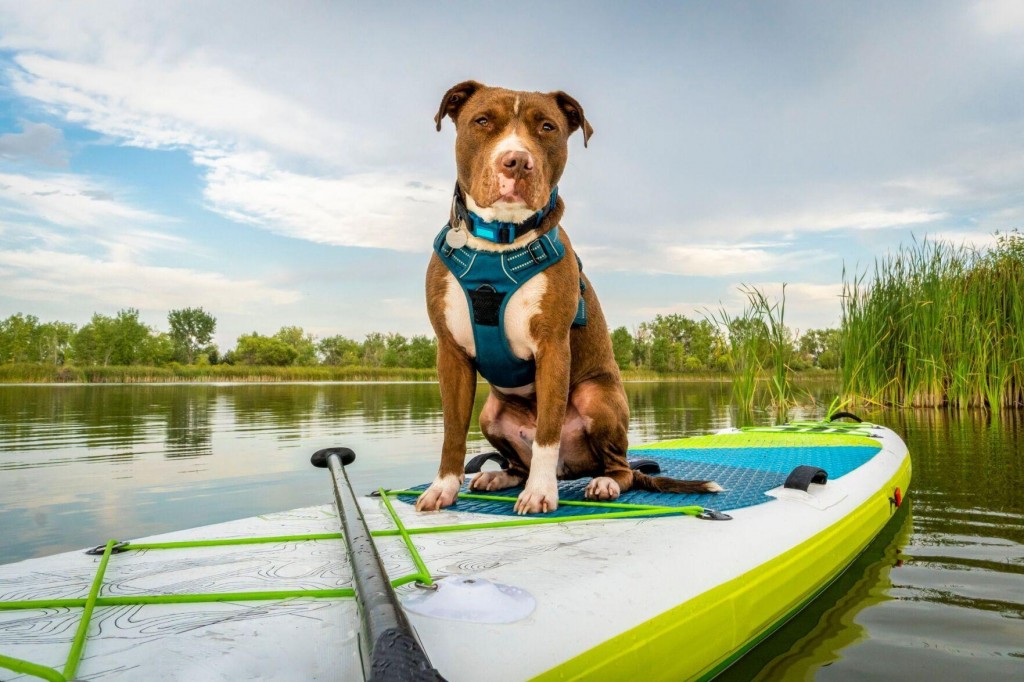 Five Great Social Media Groups For Adventurers And Their Pets!