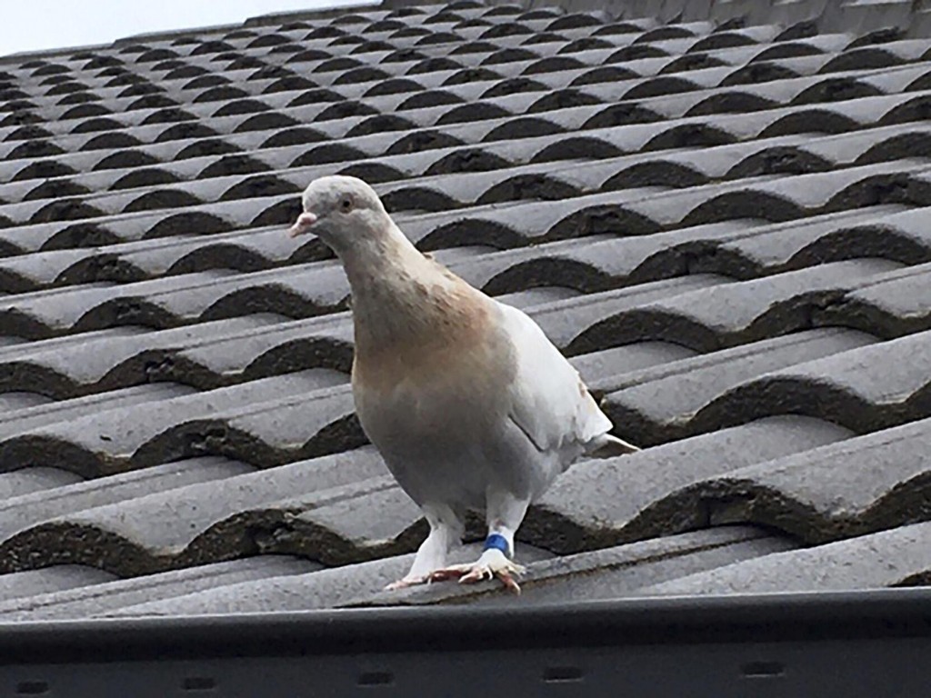 Australia To Kill Pigeon That Crossed Pacific From Us