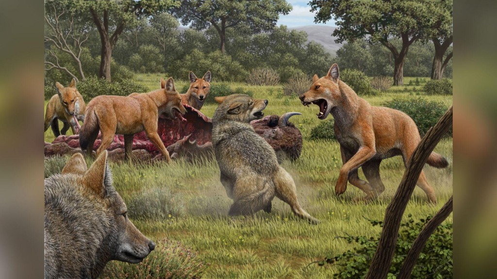 Dna Analysis Gives Clues On Dire Wolf, Inspiration For ‘game Of Thrones’ Creature