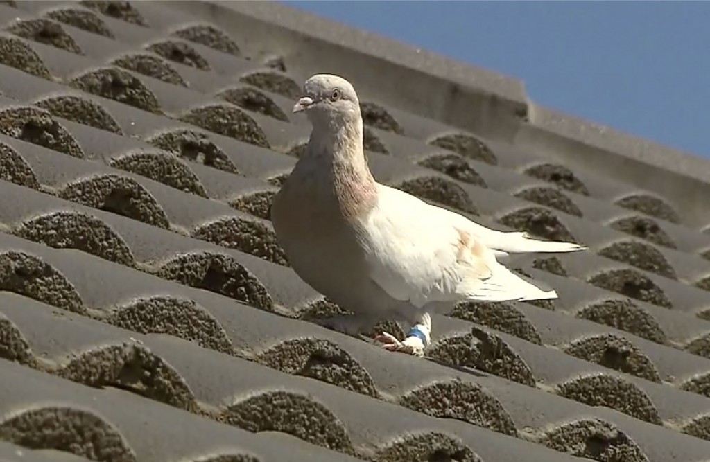 Australia Grants Joe The Pigeon A Reprieve After Us Group Declares Leg Band Was A Fake