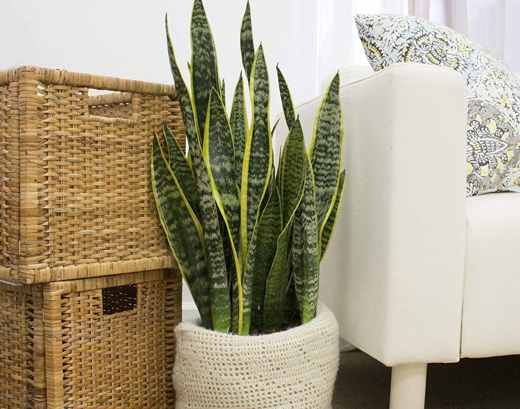 3 Houseplants That Will Survive The Winter