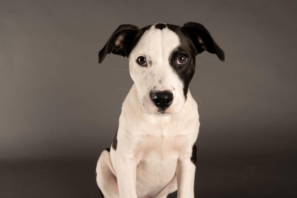 Meet The Starting Lineup For The 2021 Puppy Bowl